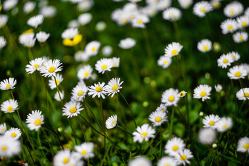 Wall Mural - white daisies on a green lawn, close-up