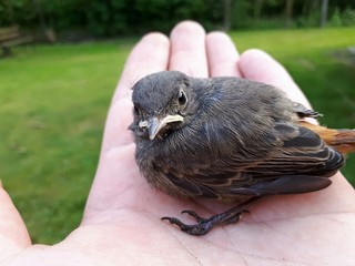 Young bird Phoenicurus ochruros in the palm of your hand