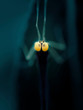 Insect with big yellow eyes on a dark blue background. Selective focus