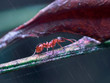Red ant runs along a branch, escaping from the rain