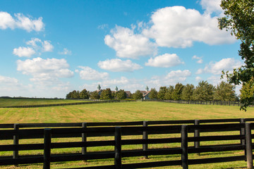 Wall Mural - Green pastures of horse farms. Country landscape.