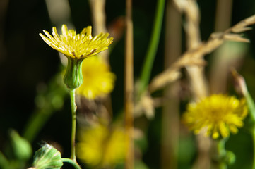 hawkweed in summer meadow with yellow flower