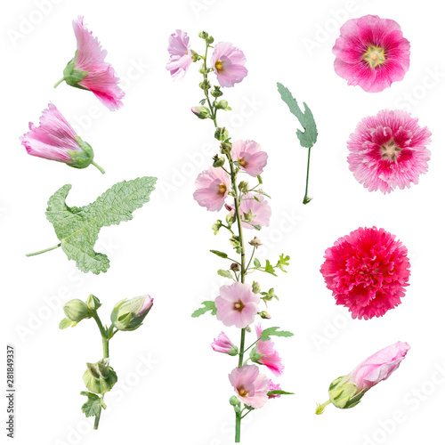 hollyhock flowers , leaves and buds  isolated on white background