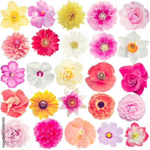 Many different flowers isolated on white