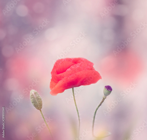 Poppy flower blooms on purple background