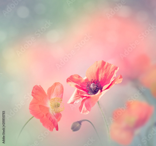 Poppy flowers bloom in the garden