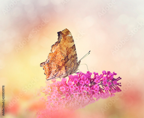 Butterfly feeds on flowers