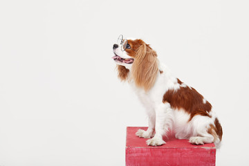 Wall Mural - Smart dog. Cavalier king Charles spaniel dog in glasses isolated on white background. Education and training concept. Space for text