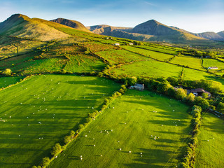 aerial view of endless lush pastures and farmlands of ireland. beautiful irish countryside with gree
