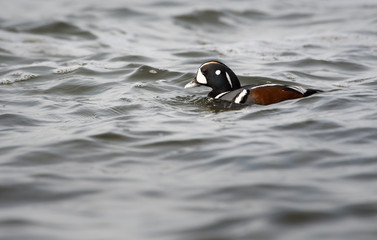 Harlequin duck