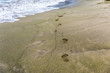 Human foot prints on the green sand beach. Big Island, Hawaii.