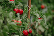 Bright ripe red tomatoes grow on green bush