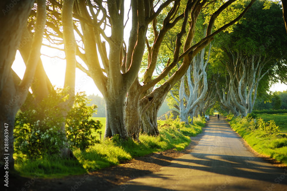 The Dark Hedges, an avenue of beech trees along Bregagh Road in County Antrim. Tourist attractions in Nothern Ireland. - obrazy, fototapety, plakaty 