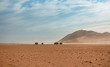 © Agatha Carr - Namib Rand Reserve national park,  waste and sparsely populated area at the end of the desert with acacia trees