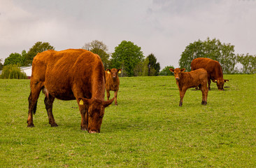 a little hed of brown cows and calves graze in a geen meadow near the farm in a sunny day