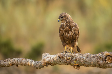 Poster - Buteo buteo Common Buzzard raptor