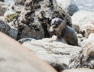 River otter