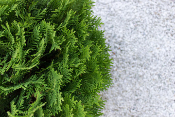 Top view of garden Thuja evergreen plant with defocused white pebbles stones. Photo with copy blank space.