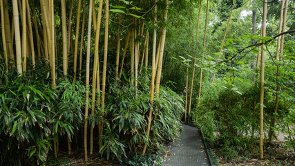 Bamboo forest with path