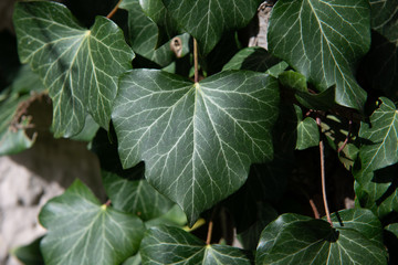 green leave macro