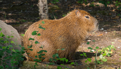 Poster - Capybara