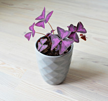 Violet Oxalis House Plant And Grey Ceramic Pot On The Wooden Table