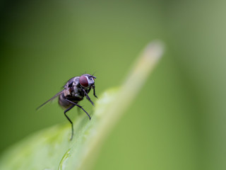 fly on leaf