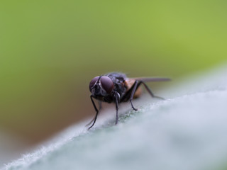 fly on leaf