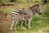 Fototapeta Sawanna - zebra with baby in Africa