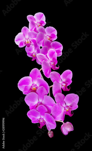 Purple Orchid on a black ba...