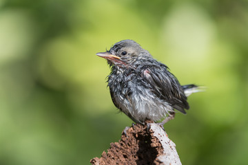 Wall Mural - After a bath, closeup of White wagtail (Motacilla alba)