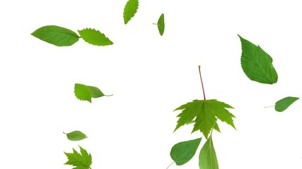 Green leaves dance in wind.