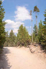 Wall Mural - norris geyser back basin in in Yellowstone National Park in Wyoming