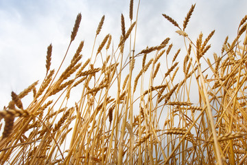 Naklejka na meble spikelets of wheat against the sky as a harvest