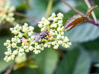 Wall Mural - Sarcophaga fly on cayratia bushkiller flowers 1