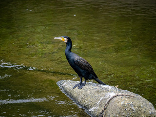 Wall Mural - Japanese cormorant on concrete debris in a river 1