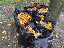 Many Garbage Bags Of Raked Autumn Yellow Maple Leaves