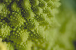 Detail of fractal geometry in romanesco broccoli