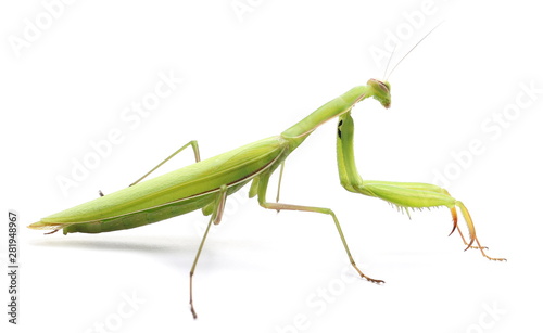Cuadros en Lienzo European Mantis or Praying Mantis, isolated on white