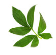 © Ortis - Green leaf of peony flower