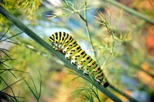 Caterpillar Of A Swallowtail Papilio Machaon On Fresh Green Fragrant Dill Anethum Graveolens In The Garden. Garden Plant. Caterpillar Feeding On Dill. Butterfly Known As The Common Yellow Swallowtail.