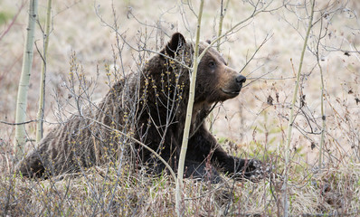 Wall Mural - grizzly bear in the spring