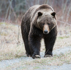 Wall Mural - Grizzly bear in the spring