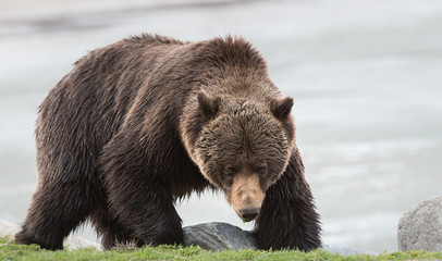 Wall Mural - Grizzly bear in the spring