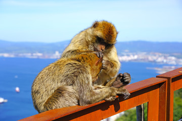 View of two wild Barbary Macaque monkeys grooming each other at the top of the Rock of Gibraltar