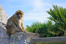 View Of A Wild Barbary Macaque Monkey At The Top Of The Rock Of Gibraltar