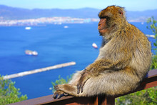 View Of A Wild Barbary Macaque Monkey At The Top Of The Rock Of Gibraltar