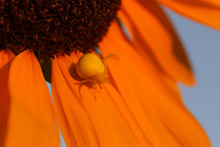 Yellow Crab Spider On The Sunflower, Macrophotography