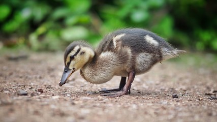 Wall Mural - Mallard Chick 