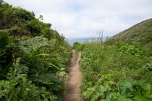 Narrow Hiking Trail Path Surrounded By Bushes And Weeds Leading To Ocean View